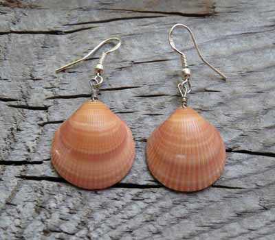 Clam shell earrings discount